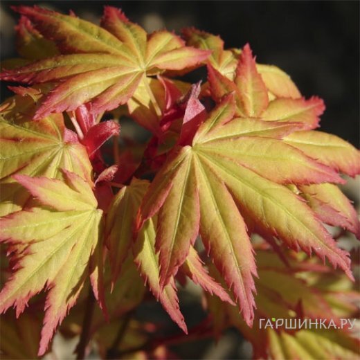 Клен Оранж Дрим