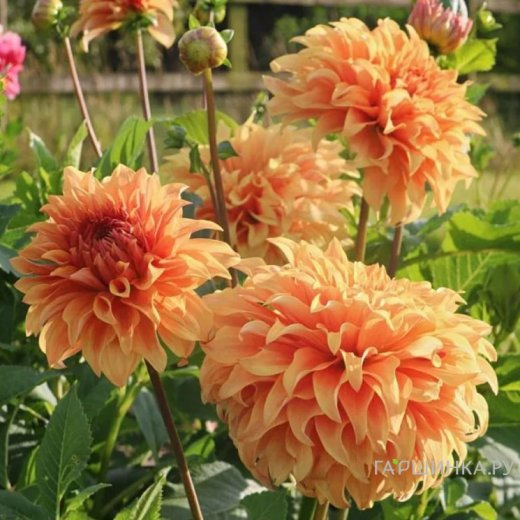 Георгина Грейт Геркулес (МАКСИ) декоративная