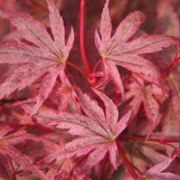 Клен Феникс