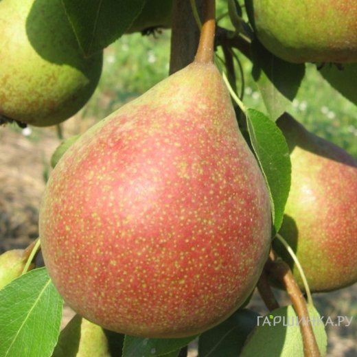 Груша Маршал Жуков
