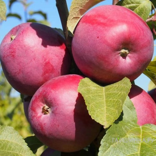 Яблоня Зорка