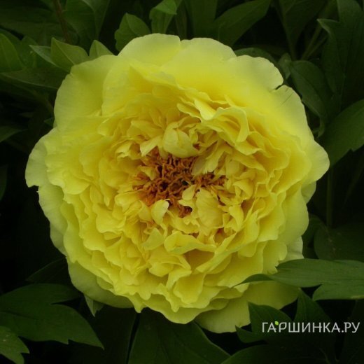 Пион Кинко древовидный желтый