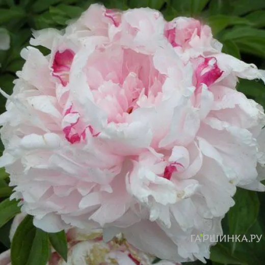 Пион Весенний снег розовый