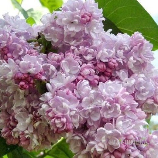 Сирень Бель де Нанси махровая