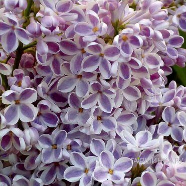 Сирень Лила Вандер