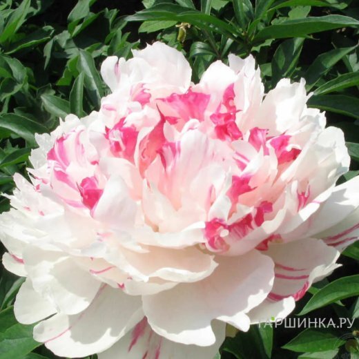 Пион Нефритовый Дракон многоцветный