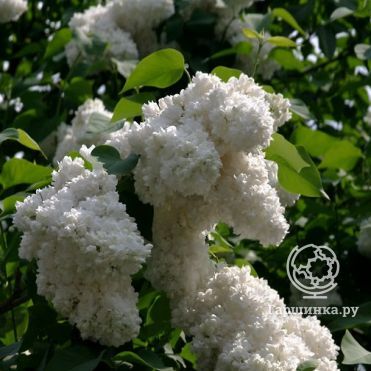 Сирень Алиса Хардинг махровая