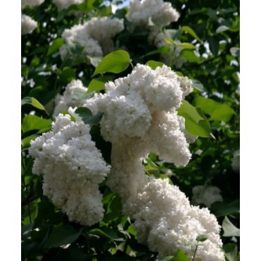 Сирень Алиса Хардинг махровая