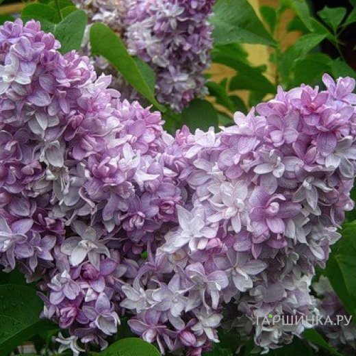 Сирень Надежда