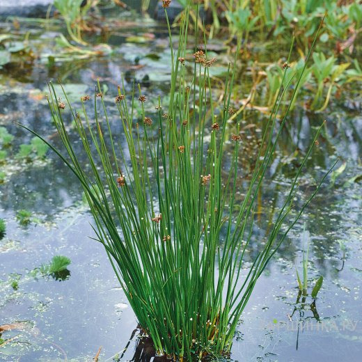 Ситник развесистый