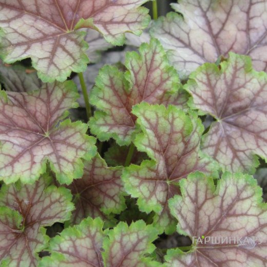 Гейхера Биркин