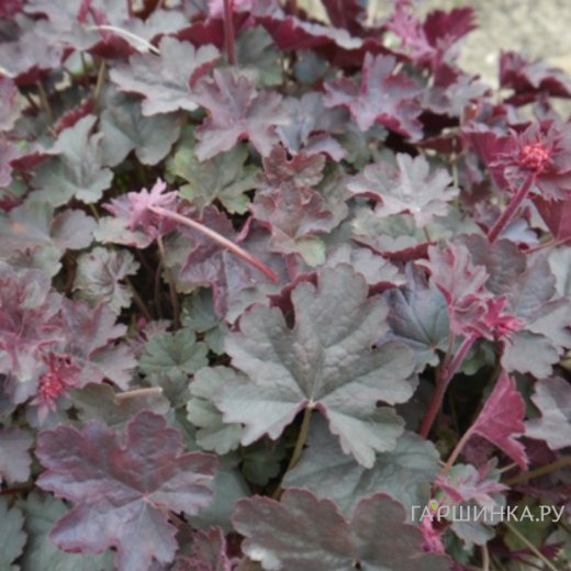 Гейхера Хэппи Девил