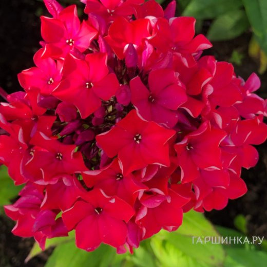 Флокс Калинка метельчатый