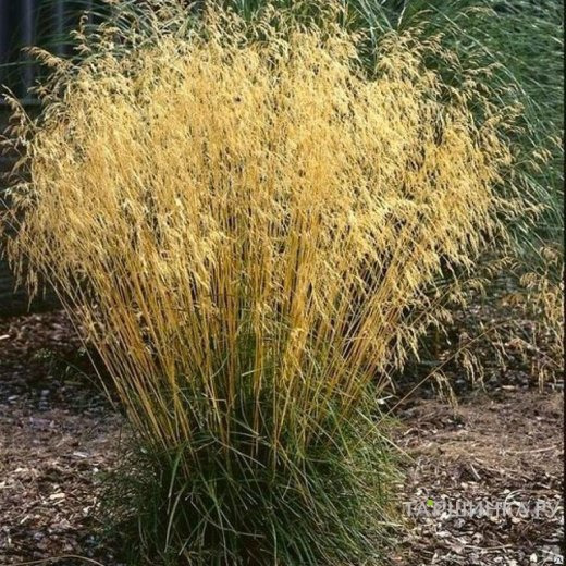 Луговик (Щучка) Пикси Фонтейн