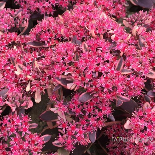 Очиток (седум) Санспарклер Плам Дазлд