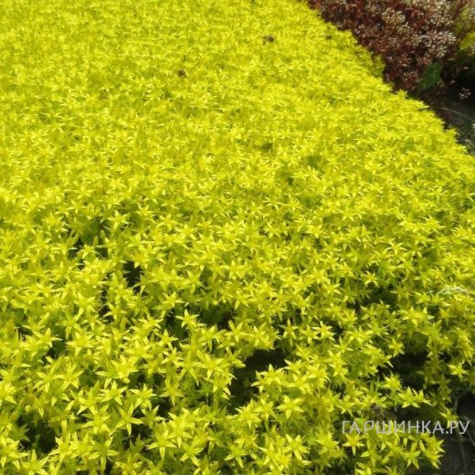 Очиток (седум) Едкий Ауреа