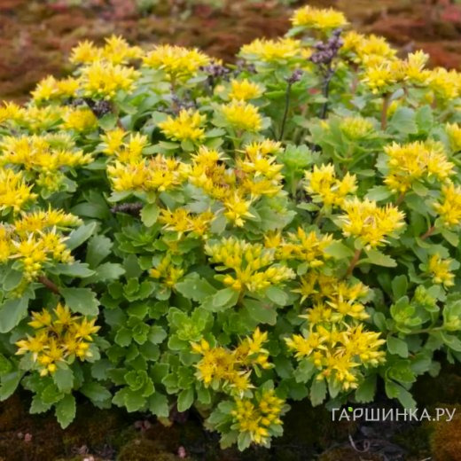 Очиток (седум) Камчатский