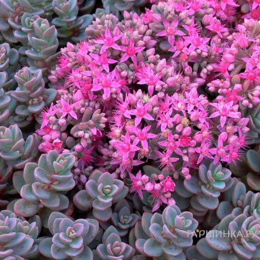 Очиток (седум) синий Розентеппич