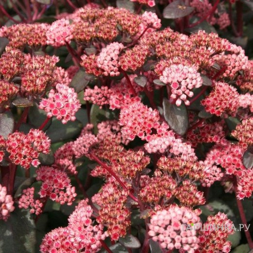 Очиток (седум) Ред Спаркл