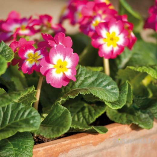 Примула высокая Пиано Роуз Биколор