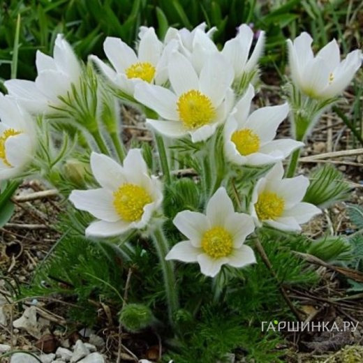 Прострел обыкновенный Пинвил Вайт