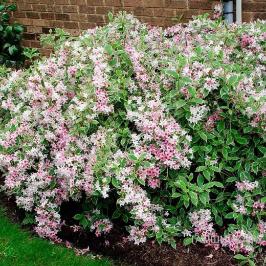 Вейгела Санни Принцесс