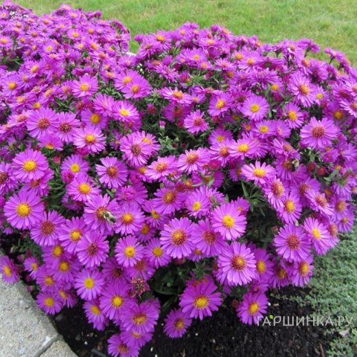 Астра Аннеке кустарниковая