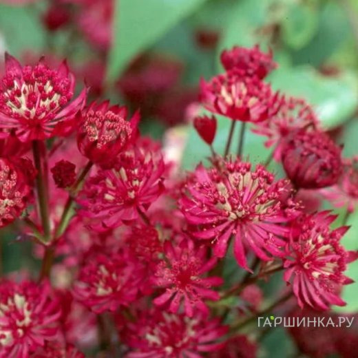 Астранция Кларет крупная