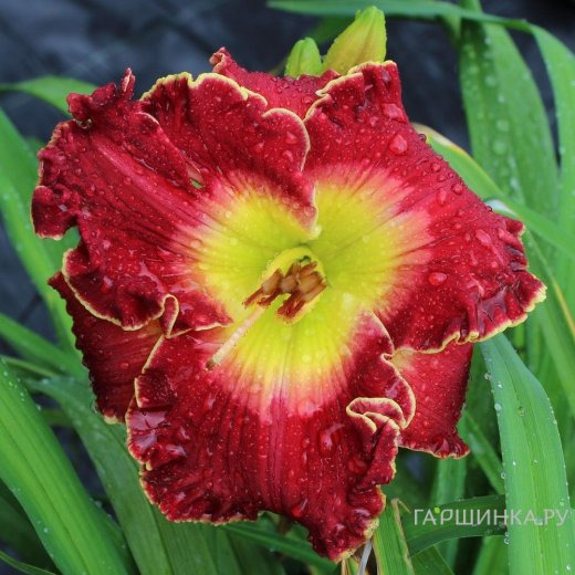 Лилейник Краун Файр