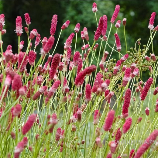 Кровохлебка Пинк Элефант тонколистная