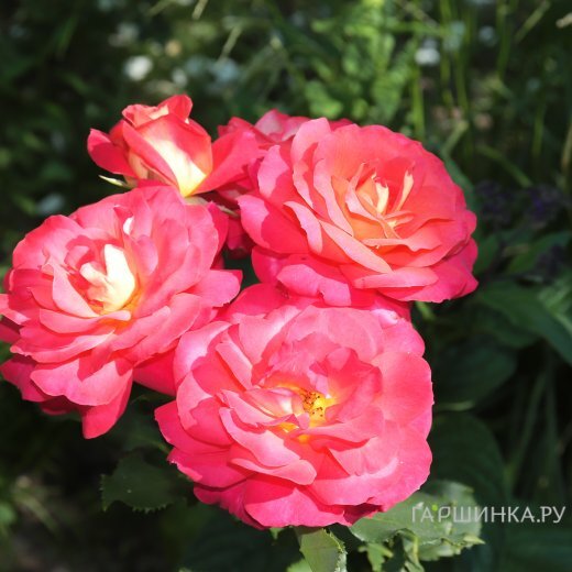 Роза Декор Арлекин шраб