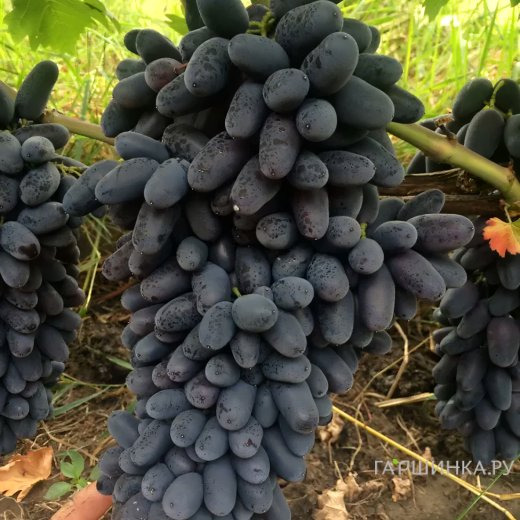 Виноград Академик столовый