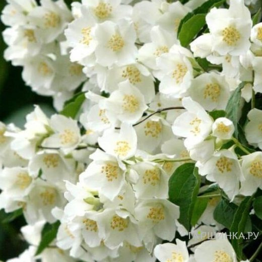 Чубушник Бейли Карзел