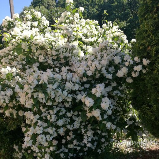 Чубушник Жемчуг