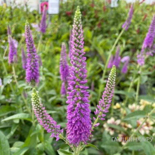 Вероника Фёст Матч длиннолистная