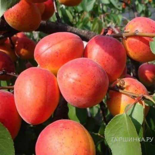 Абрикос Краснощекий