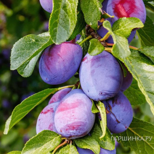 Слива Богатырь