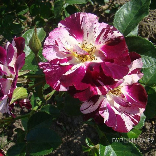 Роза Пурпл Сплэш плетистая