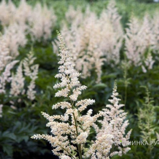 Астильба Арендса Сноудрифт