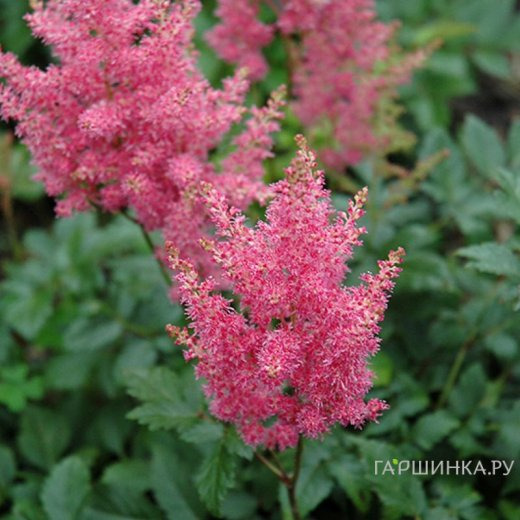 Астильба Рейнленд японская