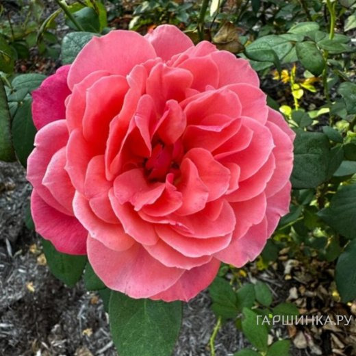 Роза Аптаун Герл флорибунда