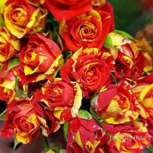 Роза Файер Флеш спрей