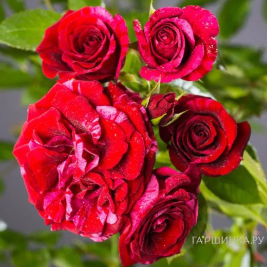 Роза Дип Импрешн флорибунда