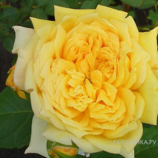 Роза Жоэль Маруани шраб