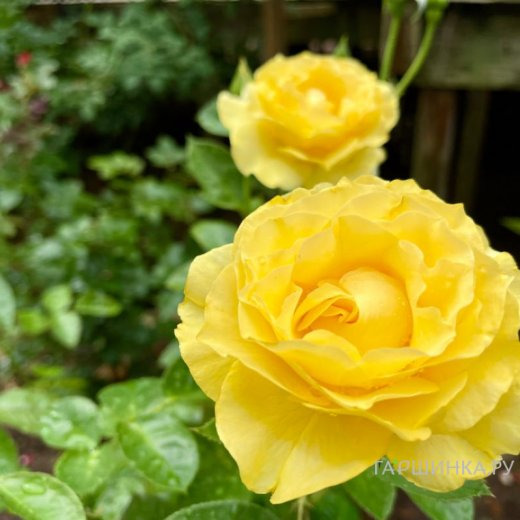Роза Дорис Дэй флорибунда, Imperial Rose