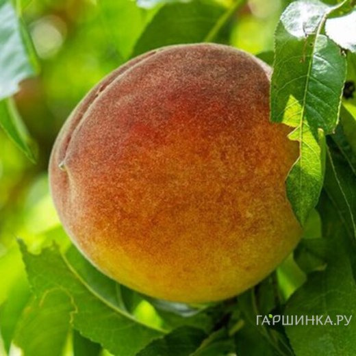 Персик Александр