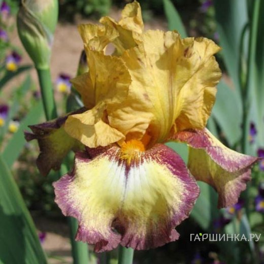 Ирис бородатый Бульвинкл