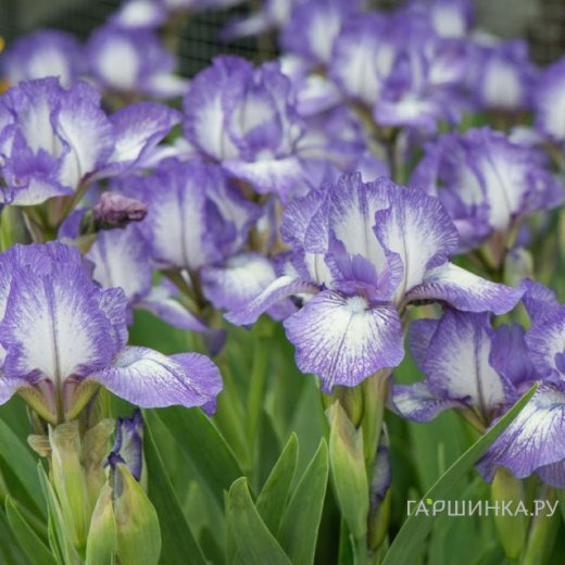 Ирис карликовый Петит Полка