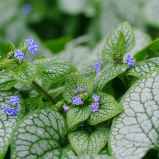 Бруннера Сильвер Стар