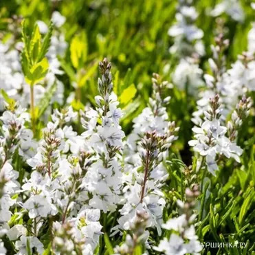 Вероника простертая Альба